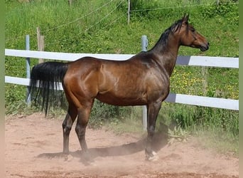 Arabian horses, Mare, 8 years, 14.3 hh, Bay-Dark