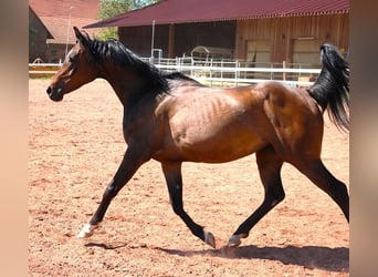 Arabian horses, Mare, 8 years, 14.3 hh, Bay-Dark
