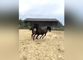 Arabian horses, Mare, 8 years, 14.3 hh, Black