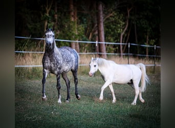 Arabian horses, Mare, 8 years, 14,3 hh