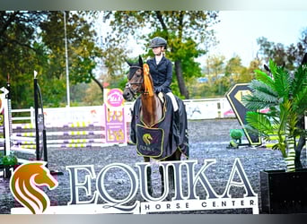 Arabian horses, Mare, 8 years, 14,2 hh, Brown