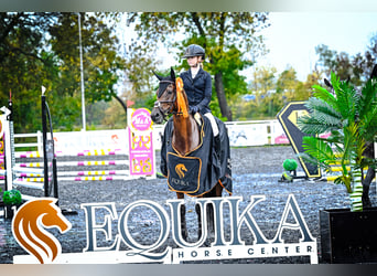 Arabian horses, Mare, 8 years, 14,2 hh, Brown