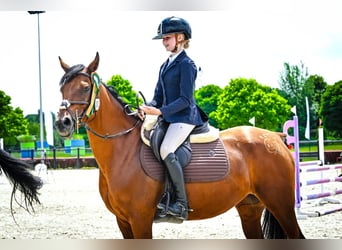 Arabian horses, Mare, 8 years, 14,2 hh, Brown