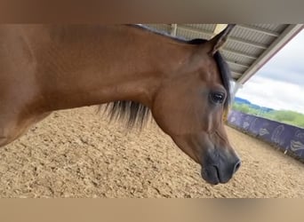 Arabian horses, Mare, 8 years, 14,3 hh, Bay-Dark