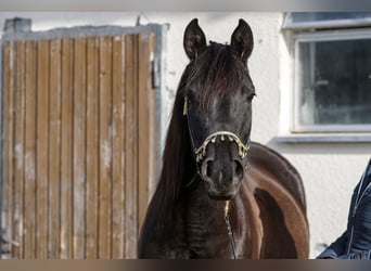 Arabian horses, Mare, 8 years, 15.1 hh, Black