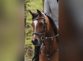 Arabian horses, Mare, 8 years, 15,1 hh, Brown