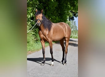 Arabian horses, Mare, 8 years, 15.1 hh, Brown