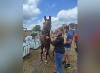 Arabian horses, Mare, 8 years, 15,1 hh, Chestnut