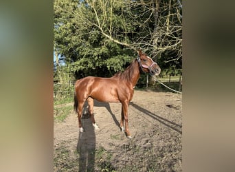 Arabian horses, Mare, 8 years, 15,1 hh, Chestnut