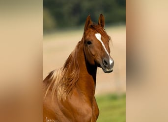 Arabian horses, Mare, 8 years, 15.1 hh, Chestnut-Red
