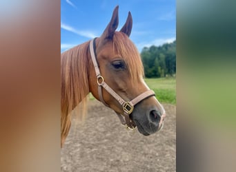 Arabian horses, Mare, 8 years, 15.1 hh, Chestnut-Red