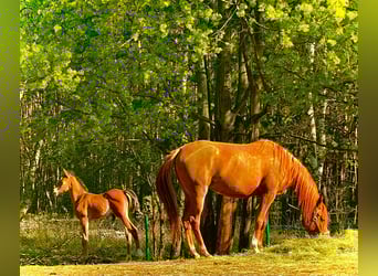 Arabian horses, Mare, 8 years, 15.1 hh, Chestnut-Red