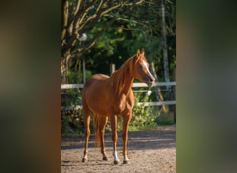 Arabian horses, Mare, 8 years, 15.1 hh, Chestnut-Red