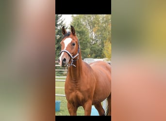 Arabian horses, Mare, 8 years, 15,2 hh, Brown