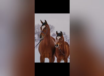 Arabian horses, Mare, 8 years, 15,2 hh, Brown