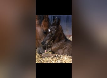 Arabian horses, Mare, 8 years, 15,2 hh, Brown