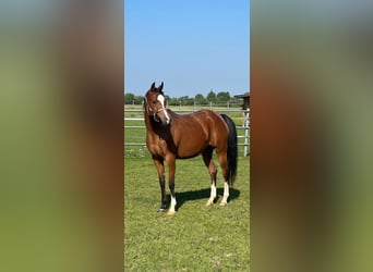 Arabian horses, Mare, 8 years, 15,2 hh, Brown