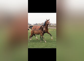 Arabian horses, Mare, 8 years, 15,2 hh, Brown