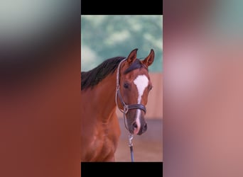 Arabian horses, Mare, 8 years, 15,2 hh, Brown