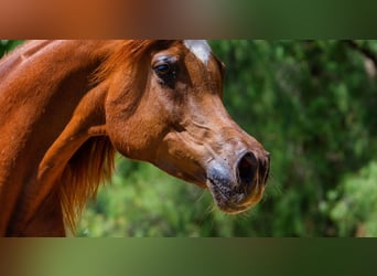 Arabian horses, Mare, 8 years, 15.2 hh, Chestnut-Red