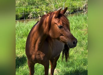 Arabian horses, Mare, 8 years, 15.2 hh, Chestnut-Red