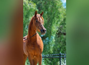 Arabian horses, Mare, 8 years, 15.2 hh, Chestnut-Red