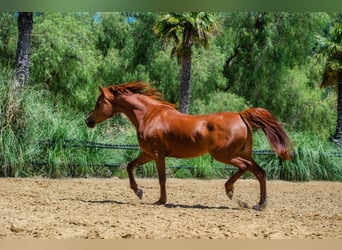 Arabian horses, Mare, 8 years, 15.2 hh, Chestnut-Red