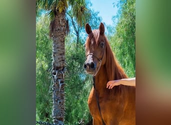Arabian horses, Mare, 8 years, 15.2 hh, Chestnut-Red