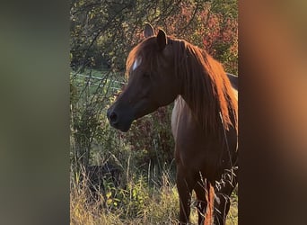 Arabian horses, Mare, 8 years, 15.2 hh, Chestnut-Red