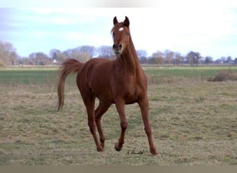 Arabian horses, Mare, 8 years, 15.2 hh, Chestnut-Red