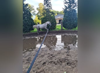 Arabian horses, Mare, 8 years, 15.2 hh, Gray-Fleabitten