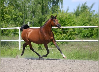 Arabian horses, Mare, 8 years, 15 hh, Brown