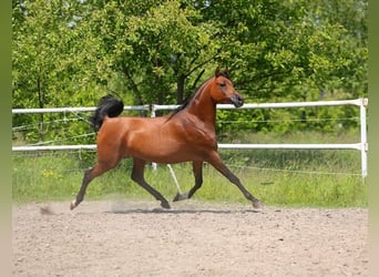 Arabian horses, Mare, 8 years, 15 hh, Brown