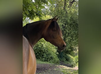 Arabian horses, Mare, 8 years, 15 hh, Brown