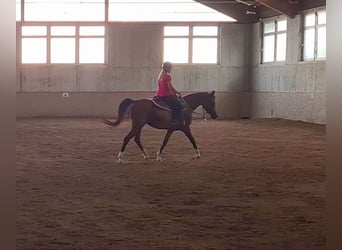 Arabian horses, Mare, 8 years, 15 hh, Brown