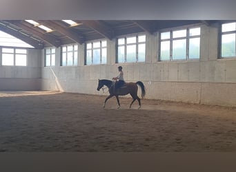 Arabian horses, Mare, 8 years, 15 hh, Brown