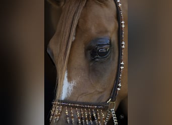 Arabian horses, Mare, 8 years, 15 hh, Chestnut-Red