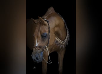 Arabian horses, Mare, 8 years, 15 hh, Chestnut-Red