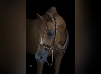 Arabian horses, Mare, 8 years, 15 hh, Chestnut-Red