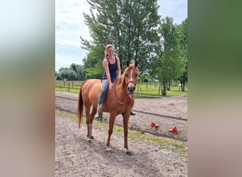 Arabian horses, Mare, 8 years, 15 hh, Chestnut-Red