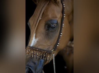 Arabian horses, Mare, 8 years, 15 hh, Chestnut-Red