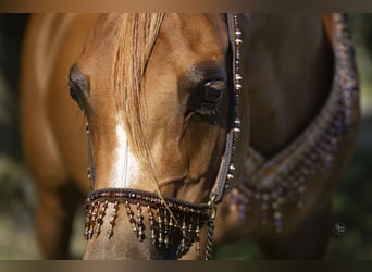 Arabian horses, Mare, 8 years, 15 hh, Chestnut-Red