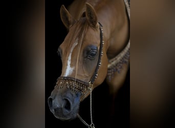 Arabian horses, Mare, 8 years, 15 hh, Chestnut-Red