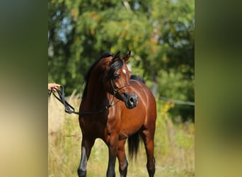 Arabian horses, Mare, 8 years, 15 hh, Gray