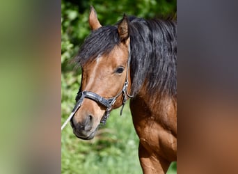 Arabian horses, Mare, 8 years, 15,1 hh, Brown