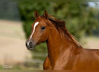 Arabian horses, Mare, 8 years, 15,1 hh, Chestnut-Red