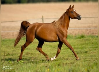 Arabian horses, Mare, 8 years, 15,1 hh, Chestnut-Red