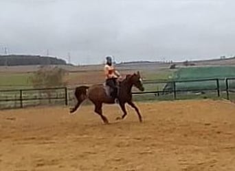 Arabian horses, Mare, 8 years, 15,1 hh, Chestnut-Red