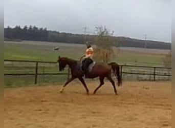 Arabian horses, Mare, 8 years, 15,1 hh, Chestnut-Red