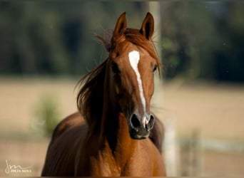 Arabian horses, Mare, 8 years, 15,1 hh, Chestnut-Red